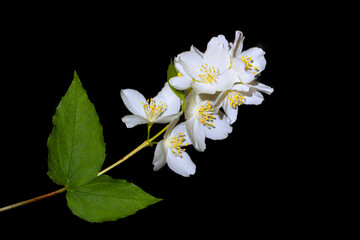 branch of jasmine flowers isolated on black background.