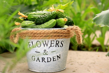 harvest of green cucumbers in a decorative bucket in the garden on a summer day selective focus,...