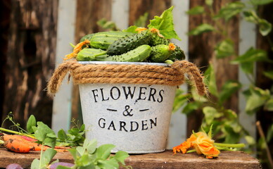 harvest of green cucumbers in a decorative bucket in the garden on a summer day selective focus,...