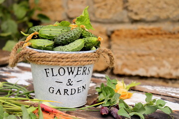 harvest of green cucumbers in a decorative bucket in the garden on a summer day selective focus,...