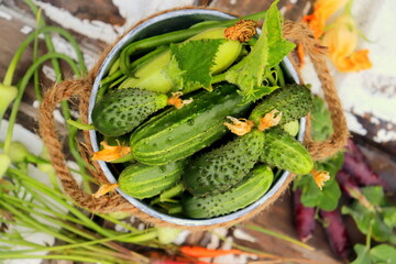 harvest of green cucumbers in a decorative bucket in the garden on a summer day selective focus,...