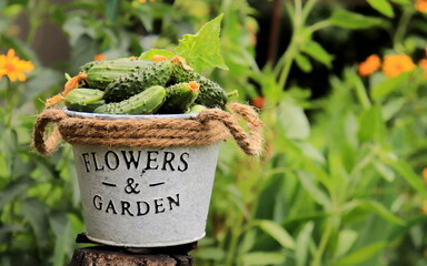 harvest of green cucumbers in a decorative bucket in the garden on a summer day selective focus,...