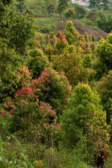 Cinnamon bark plantation landscape in the foothills with yellow and red leaves.