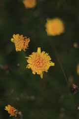 yellow autumn leaves
