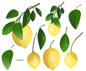 Lemon Branch Illustration Set, Hand drawn Tropical Yellow Fruit and green leaves Clip art, Botanical floral print, Kitchen Wall Art, Wedding Invitation, Logo design, card making