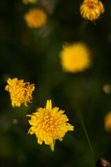 yellow flower 