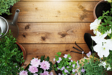 Top view on gardening, landscaping tools and equipment, different flowers and various herbs in pots...