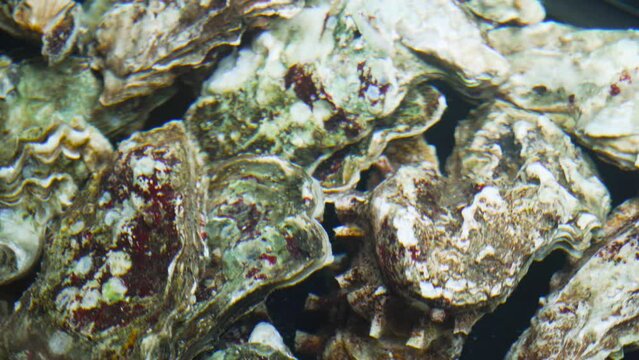 Fresh oysters, clams in an aquarium with clear water for cooking. Seafood, top view.