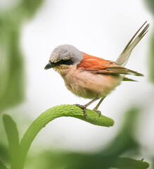 The number of Red-backed Shrike in Europe has declined markedly in recent decades