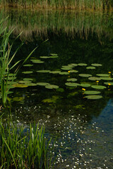 Wetland area in Ukraine. Water crowfoot and Yellow water lily on the pond water background. World...