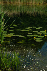 Wetland area in Ukraine. Water crowfoot and Yellow water lily on the pond water background. World wetlands day concept. Vertical image. 
