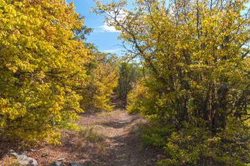Fototapeta na wymiar Autumn in the Crimea. Path in the forest on a mountainside.
