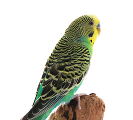 Beautiful parrot perched on wood against white background. Exotic pet