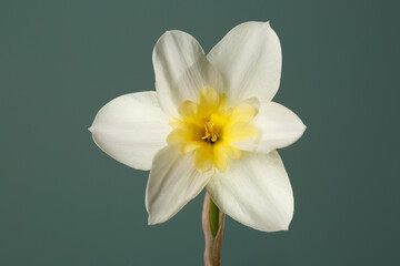 White narcissus flower with a yellow center on a dark green background.