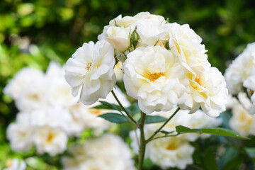Obraz premium Beautiful white rose flowers blooming outdoors, closeup