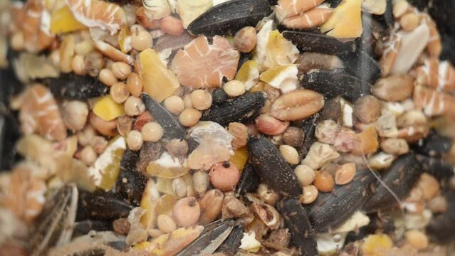 Super closeup macro video of pscoids booklice in a jar of seeds