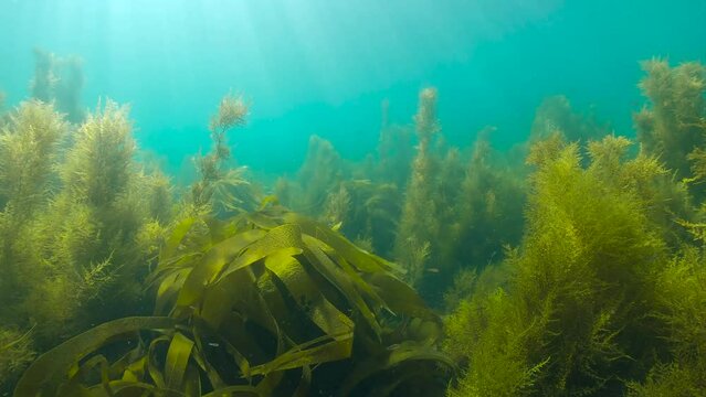 Underwater moving over brown seaweeds on the ocean floor with natural sunlight (kelp and wireweed algae), Atlantic ocean, Spain, Galicia, 59.94fps