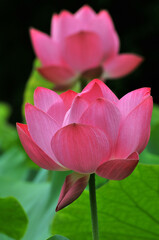 Obraz premium Blossoming lotus flowers