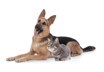 Cute cat and dog on white background. Animal friendship
