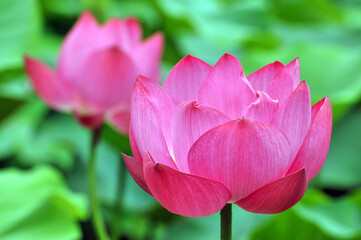 Obraz premium Blossoming lotus flowers