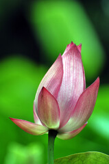 Blossoming lotus flowers