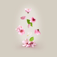 Fototapeta na wymiar Beautiful pink sakura tree flowers flying on light background
