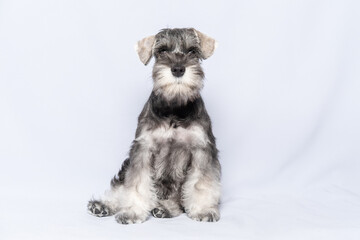Miniature schnauzer white and gray sits and looks at you on a light background, copy space. Bearded miniature schnauzer puppy.