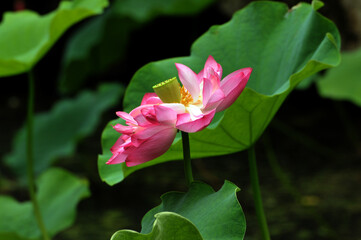 Blossoming lotus flowers