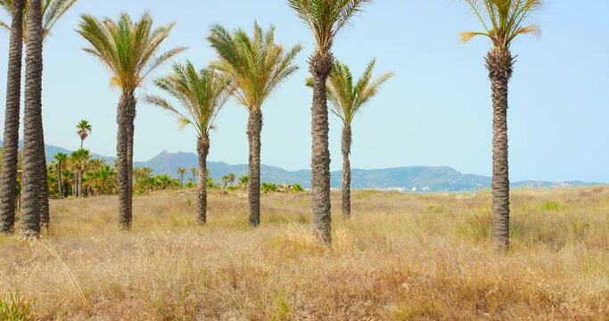 Shot of palm trees park at Playa El Pinar Beach in Grau area in Castellon, Spain during evening time. Mountain range in the background. 4K.