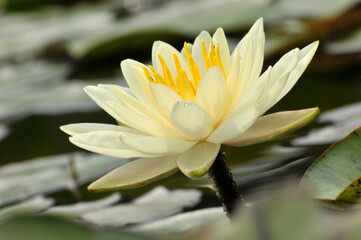 Blossoming waterlily flowers