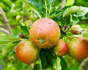 ripening red apple on a tree on the green background