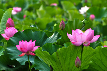 Obraz na płótnie Canvas Blossoming lotus flowers