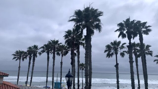 Palm Trees Blowing in The Wind on A Beautiful Sunny Day at the Beach with Waves Crashing • Stationary Footage Beautiful Earth B Roll Shot Horizontal • Oceanside San Diego California USA