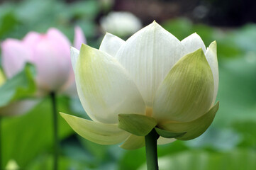 Obraz premium Blossoming lotus flowers