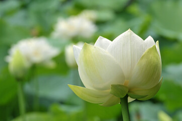 Blossoming lotus flowers