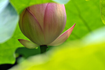 Blossoming lotus flowers