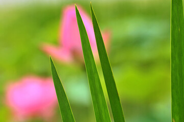 Blossoming lotus flowers	