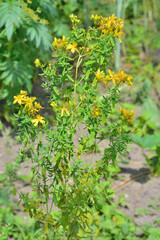 Blooming herb hypericum (Hypericum perforatum)