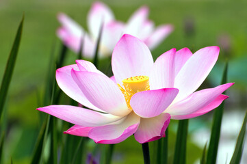 Blossoming lotus flowers	