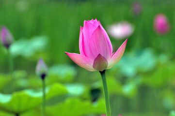 Obraz premium Blossoming lotus flowers 