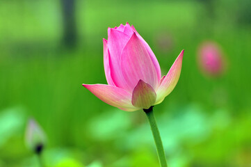 Blossoming lotus flowers	