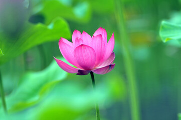 Obraz premium Blossoming lotus flowers 