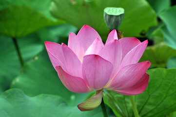Blossoming lotus flowers	