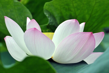 Blossoming lotus flowers	