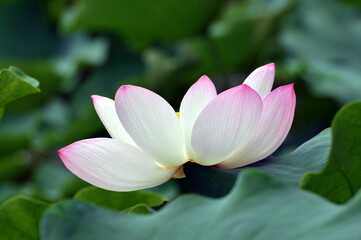 Fototapeta premium Blossoming lotus flowers 