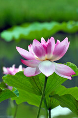 Blossoming lotus flowers	