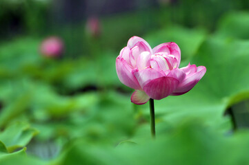 Blossoming lotus flowers	
