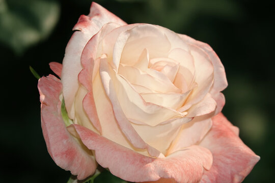 Rose pink - flower plant macro