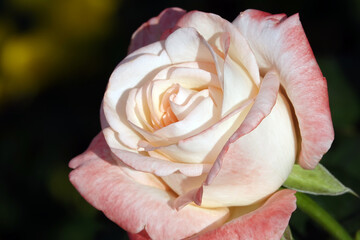 Rose pink - flower plant macro
