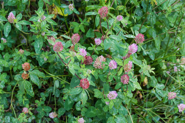 Bushes of flowering red clover during a rain close-up